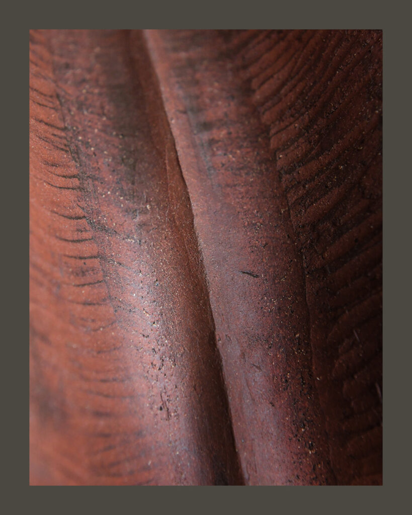 MEA6_Mue-du-dragon_JBC